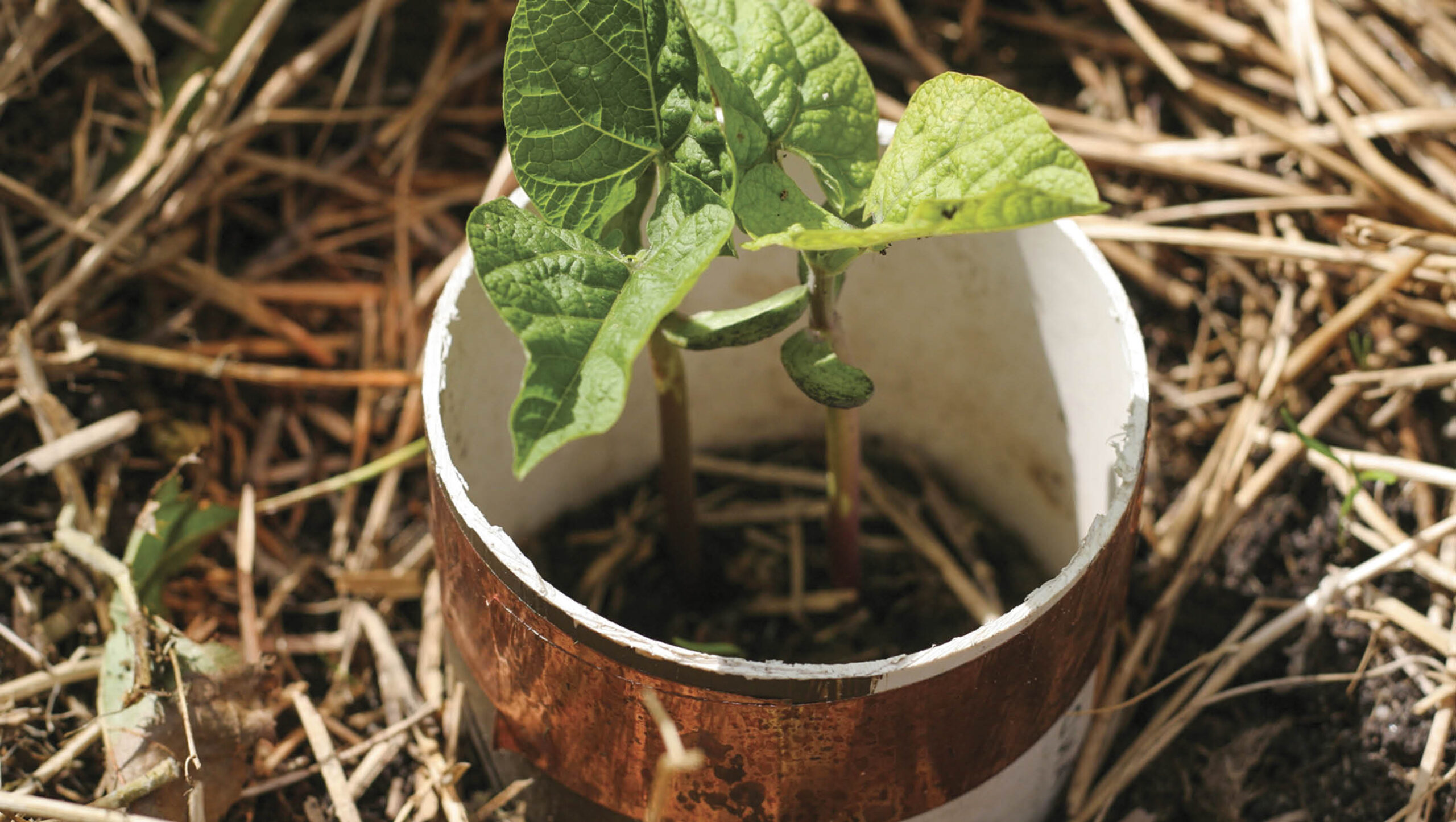 Collars can protect seedlings from pests.